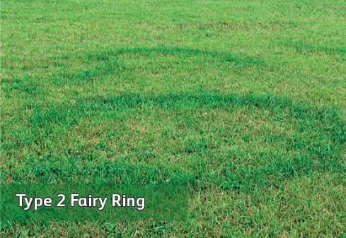 lawn-care-fairy-rings-type-2