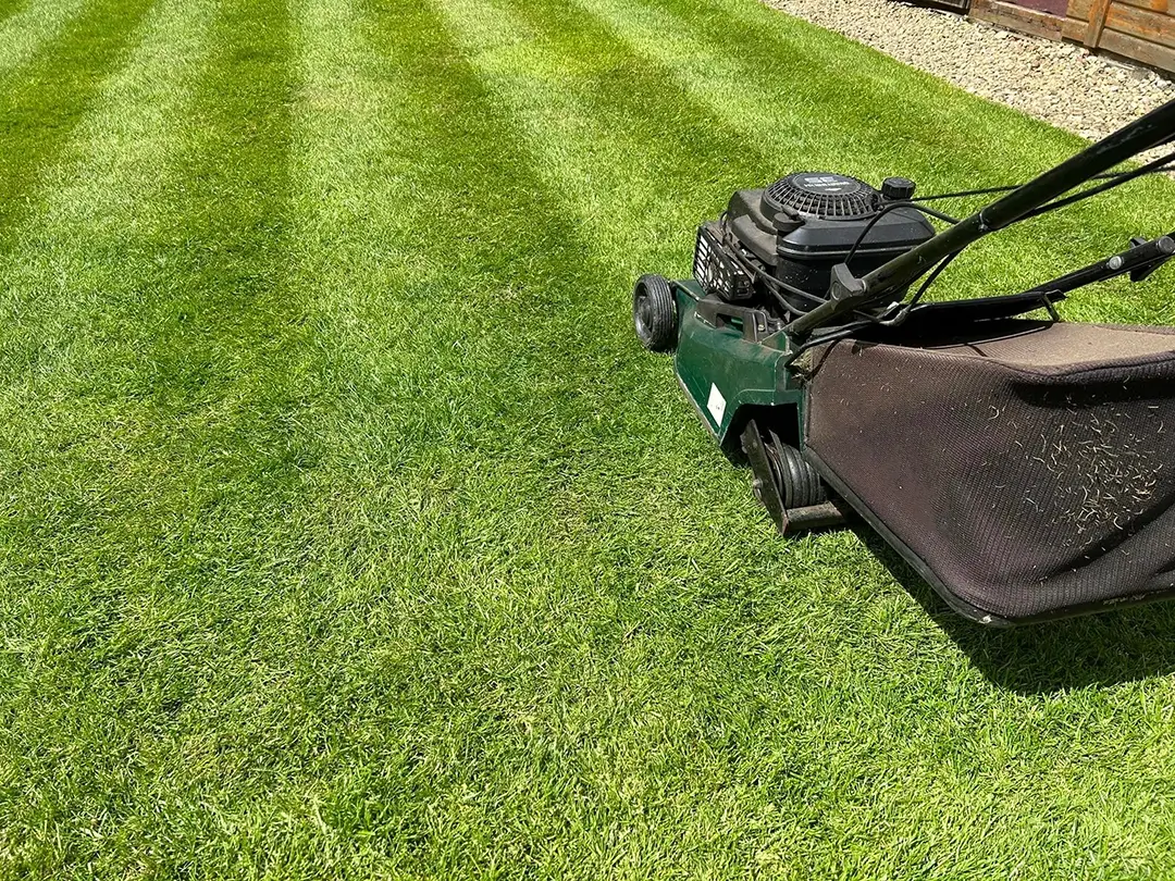 how-often-should-I-cut-my-lawn