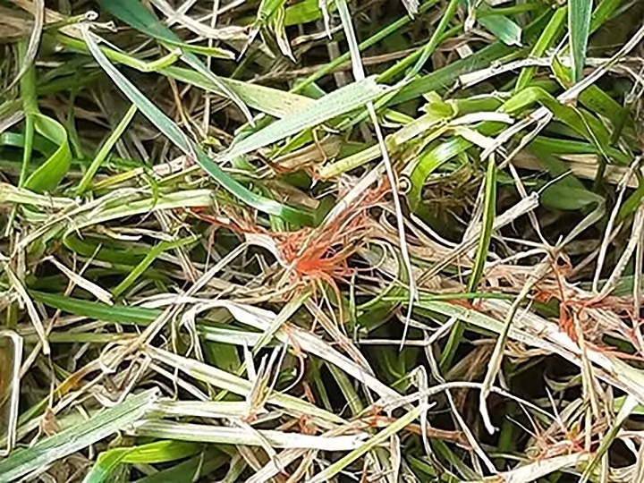 lawn-care-red-thread