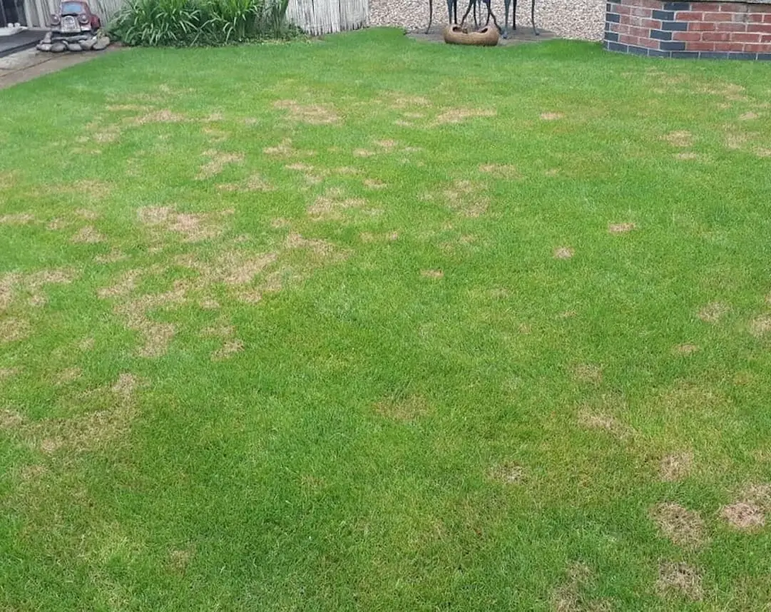 lawn-disease-control-before