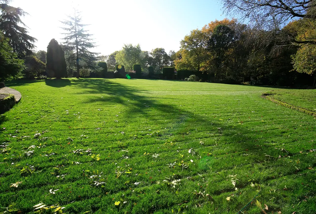 Autumn Lawn Care Advice