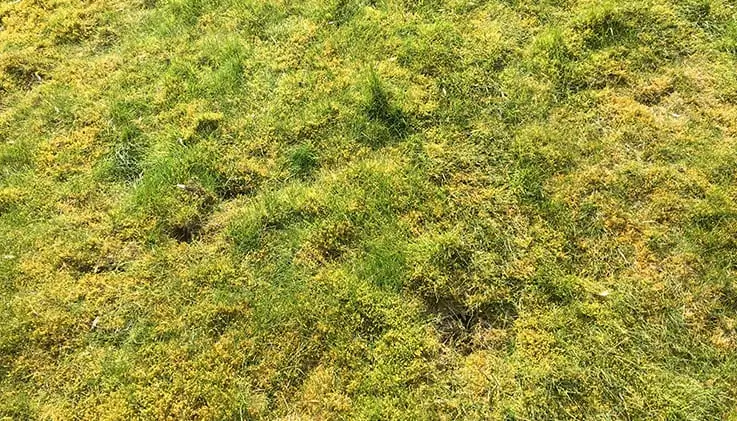lawn-care-tips-and-advice-Moss
