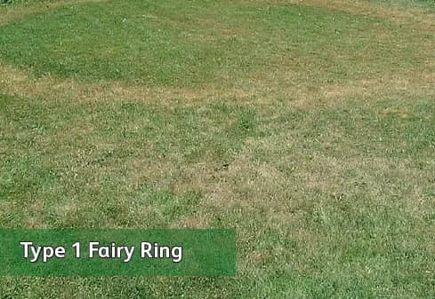lawn-care-fairy-rings-type-1