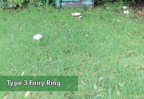 lawn-care-fairy-rings-type-3