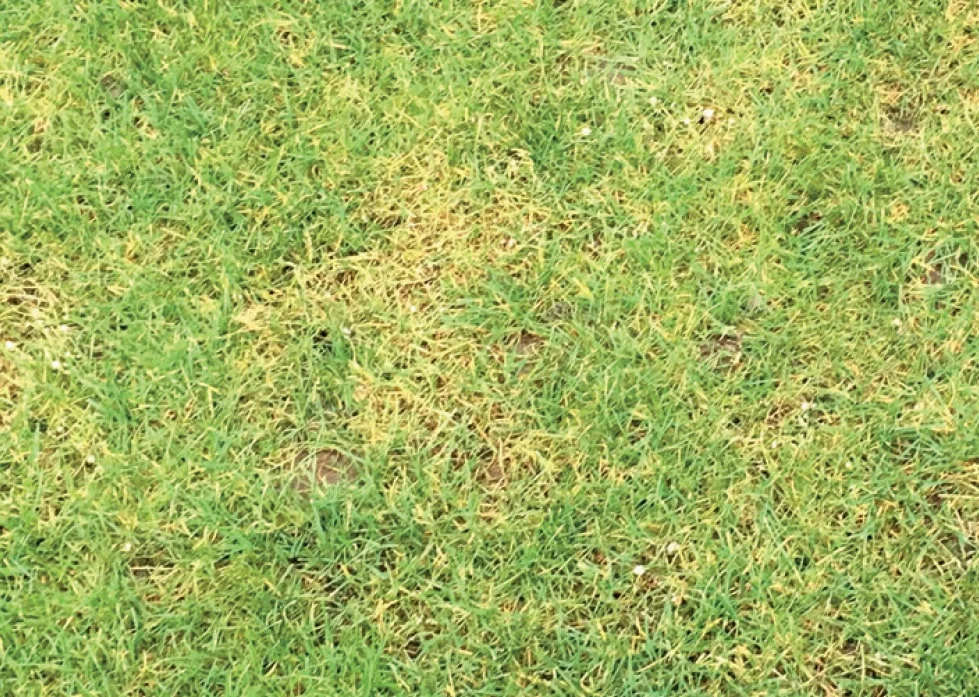 lawn-disease-fusarium-patch