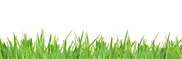 Types of grass