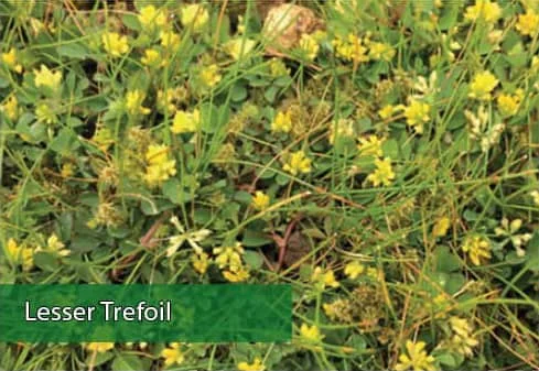 weeds-lesser-trefoil