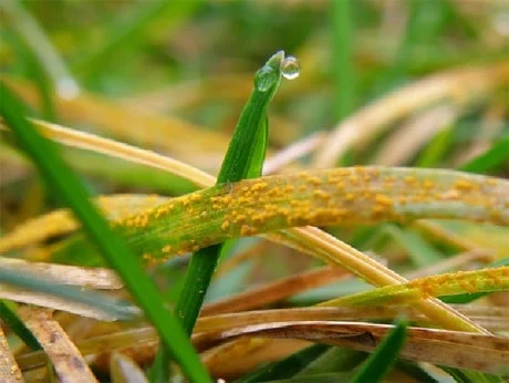 lawn-care-rust-in-grass