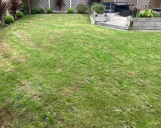 lawn-master-lawn-care-before