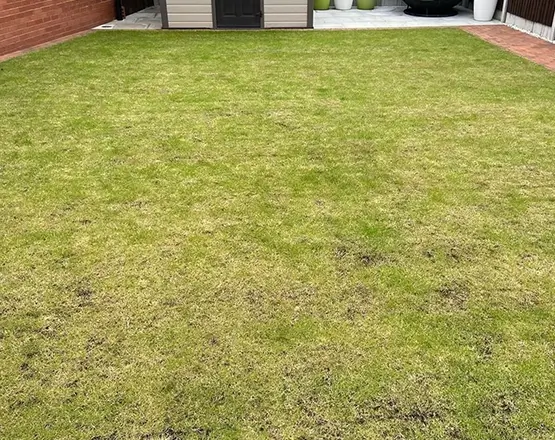 lawn-master-lawn-care-before