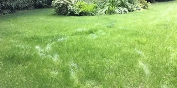 lawn-master-lawn-care-after