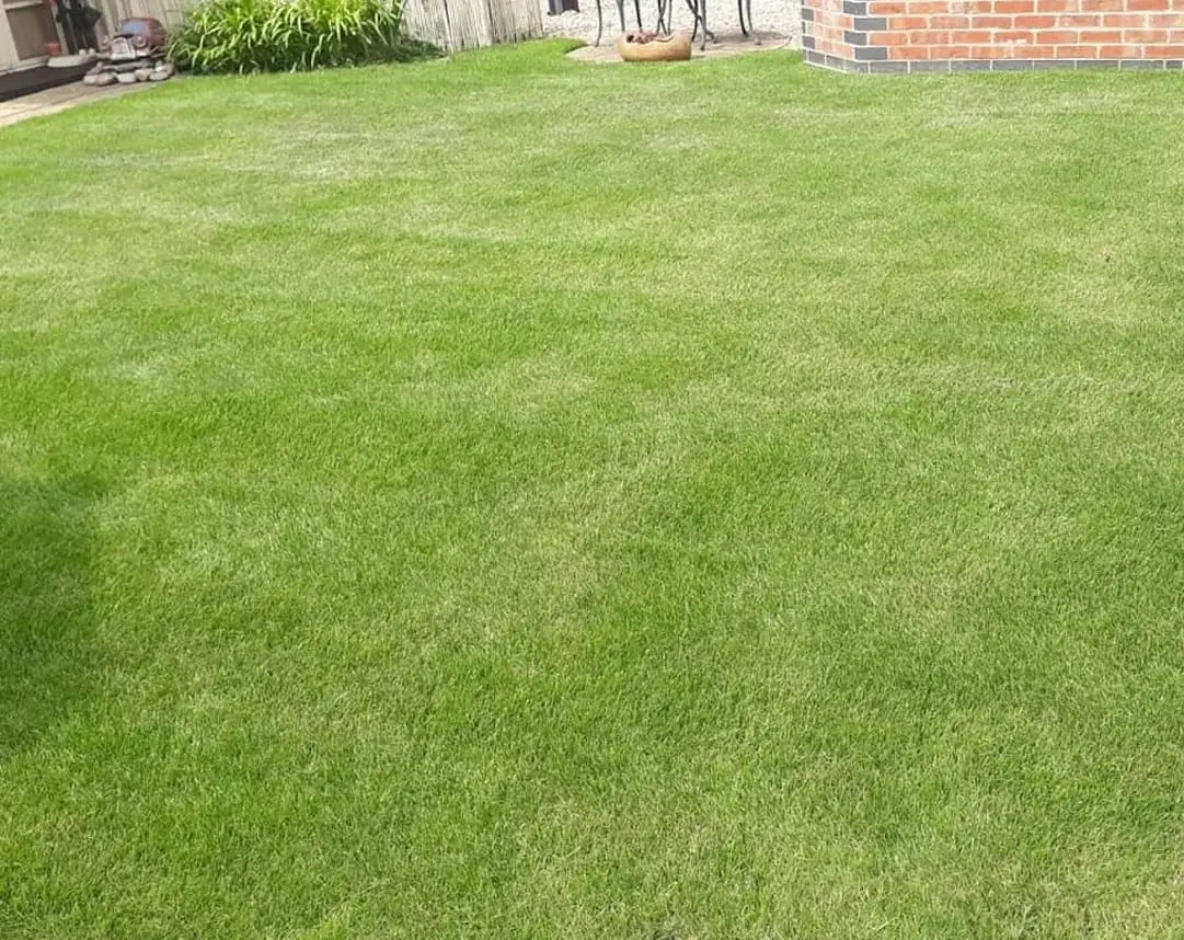 lawn-disease-control--after