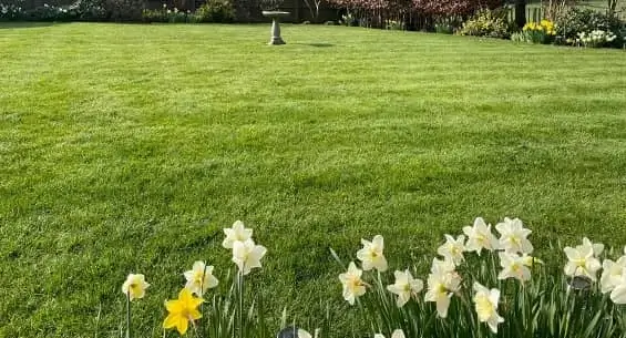 Lawn-Master-Standard-Treatment-Programme-Spring